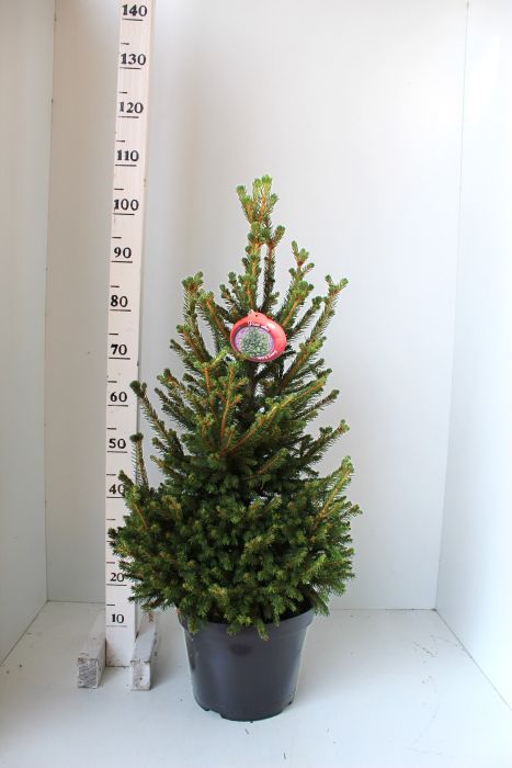 Picea abies Wills Zwerg  60-70 CM C7.5