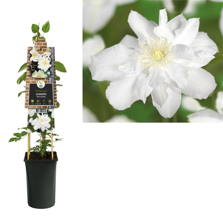 Clematis Sylvia Denny  S-pot(2,25 L)