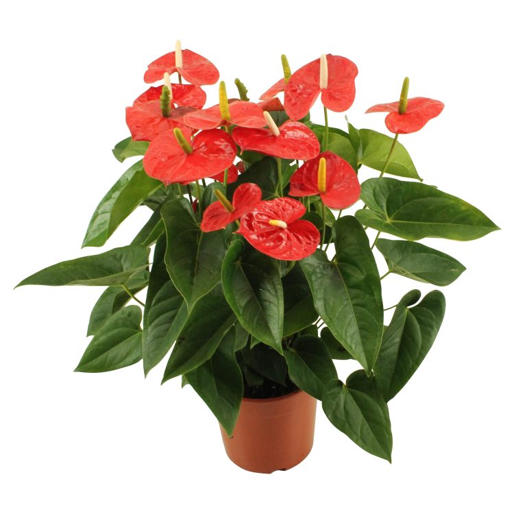 Anthurium and. Jambo Red XL  P24