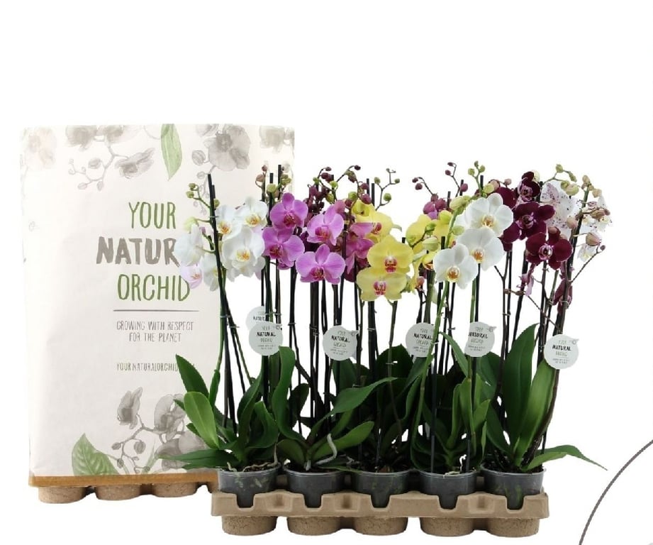 Phalaenopsis Eco mix 3 stem