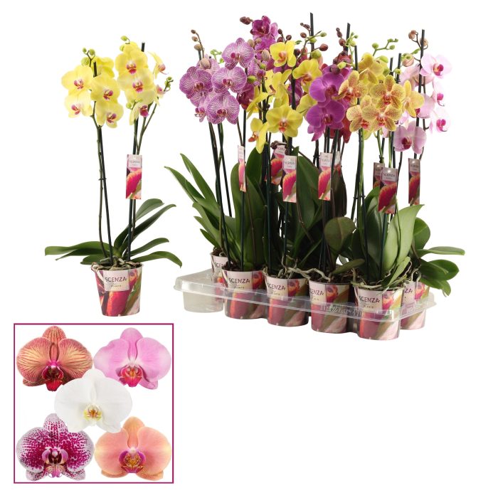 Phalaenopsis Scenza mix  P12,  2 stem cascade