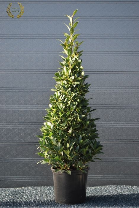 Laurus nobilis  P30150 CM PYR