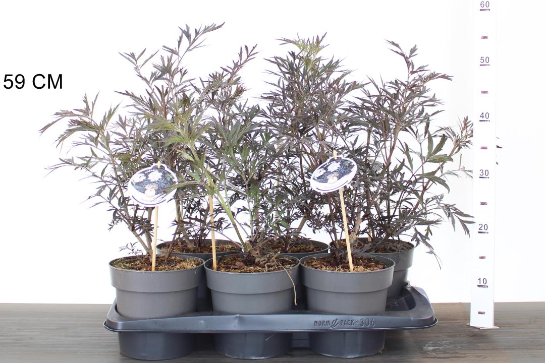 Sambucus nigra Black Lace  2 Ltr pot