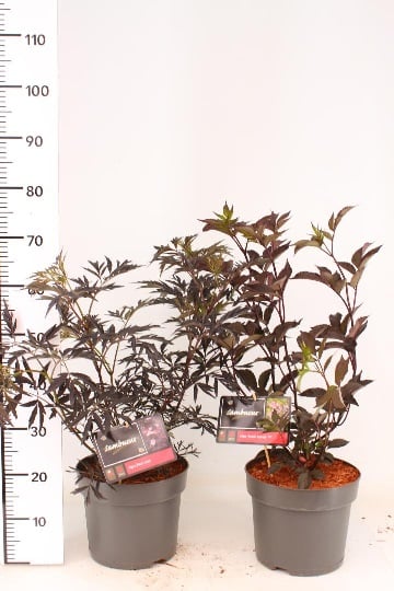 Sambucus nigra Black Lace  5 Ltr pot