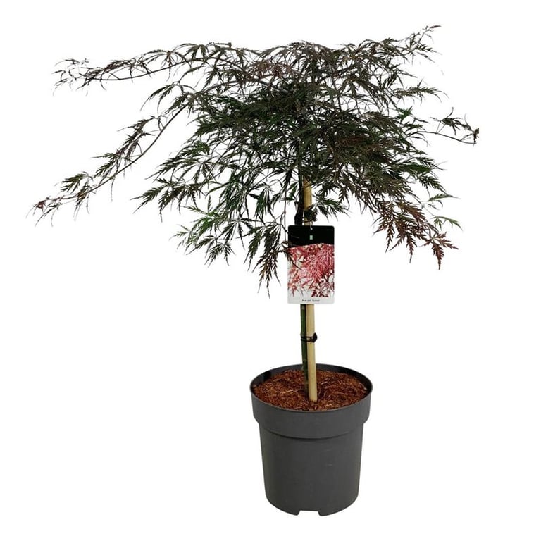 Acer palm. Garnet  50 CM STEM C12