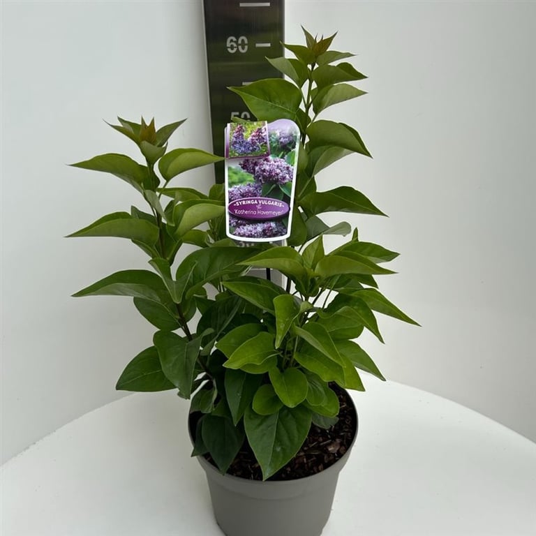 Syringa vulgaris Katherine Havemeyer  5 Ltr pot