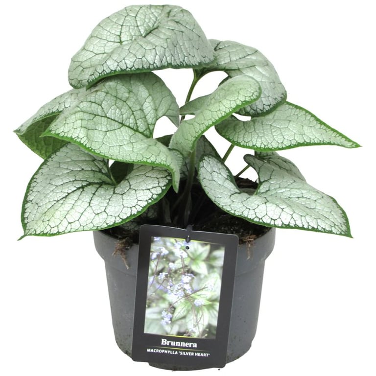 Brunnera macr. Silver Heart  2 Ltr pot