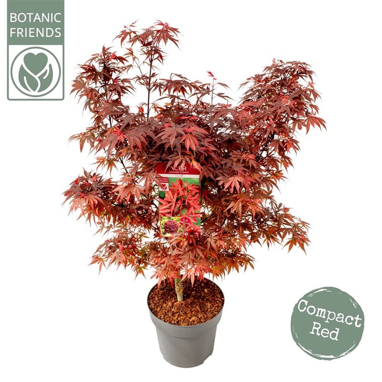 Acer palm. Shaina  10 Ltr pot