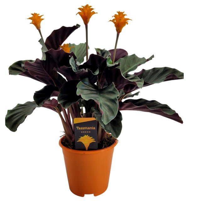 Calathea crocata Tassmania / P14, 3/4 flower