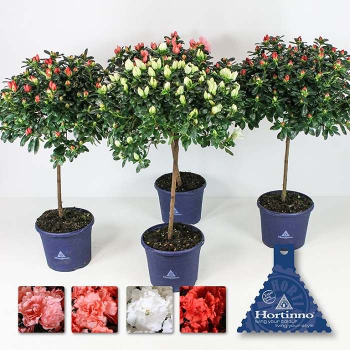 Azalea Hortinno Home mix  P19, on a stem