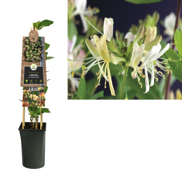 Lonicera per. Belgica Select