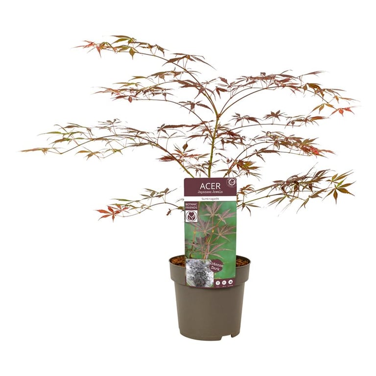 Acer palmatum Sumi-nagashi  3 Ltr pot