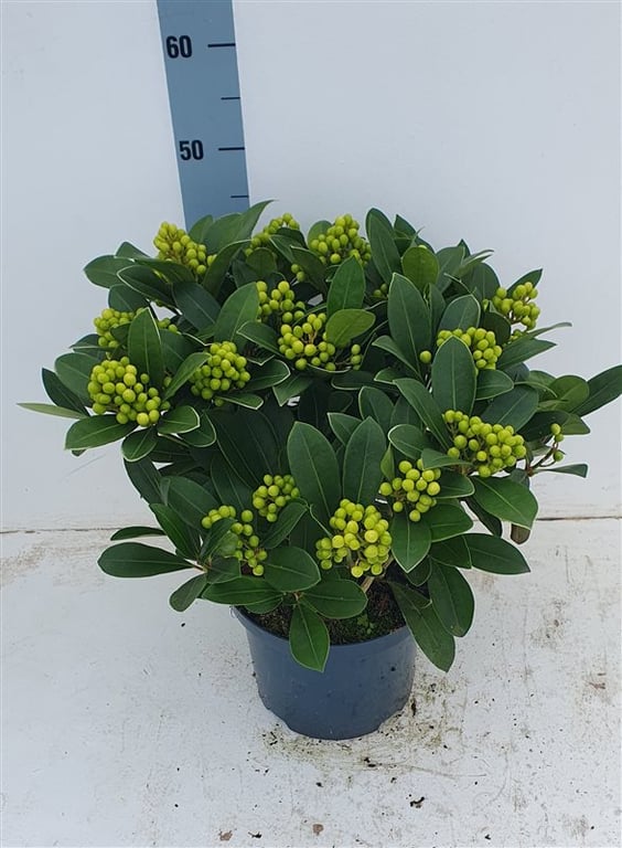 Skimmia jap. Temptation  C5  berried 20-25 cl.