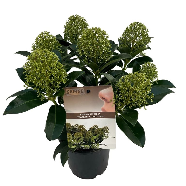 Skimmia jap. Fragrant Cloud  1.5 Ltr pot