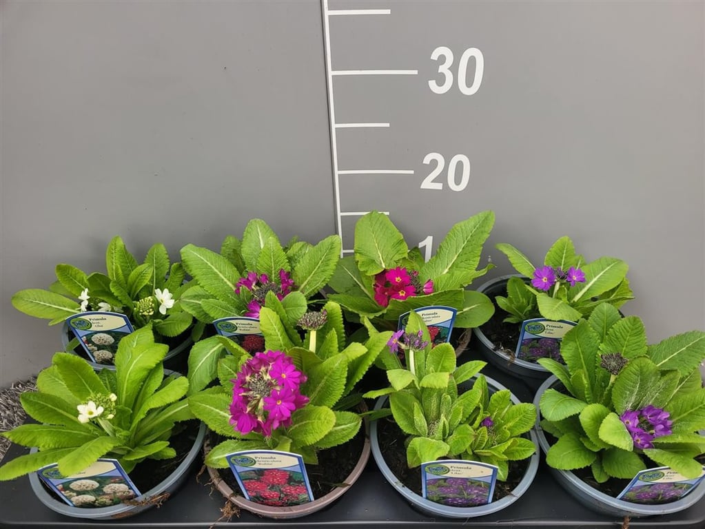 Primula denticulata mix  P13