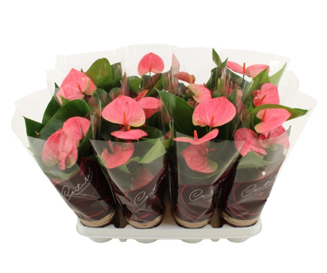 Anthurium and. Sweet Dream  P9