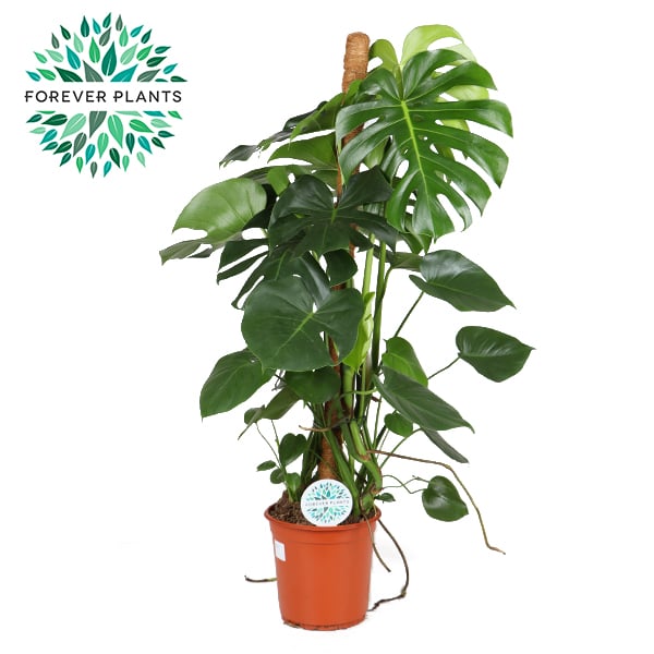 Monstera deliciosa(Forever)  P24 + mosspole