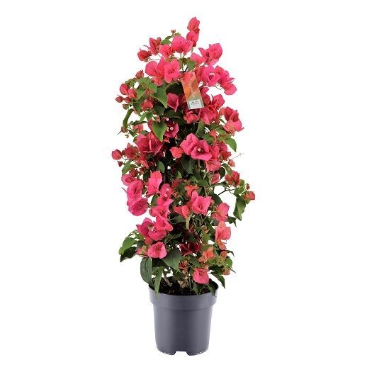 Bougainvillea red  P17- 3 cane pyr