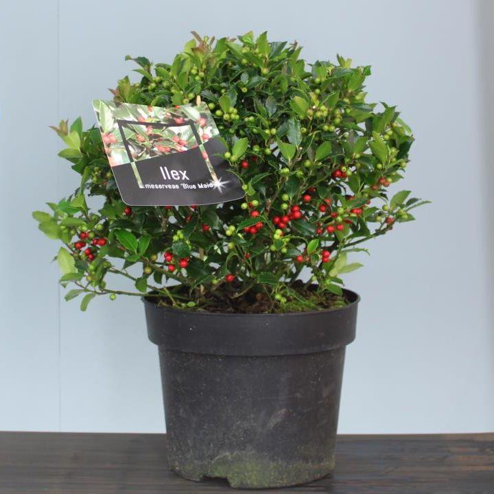 Ilex meserveae Blue Maid (Mesid)  35-40 CM BALL C10