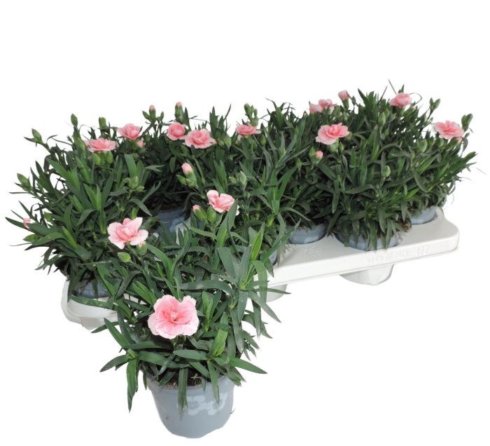 Dianthus car. Oscar Light Pink  P12