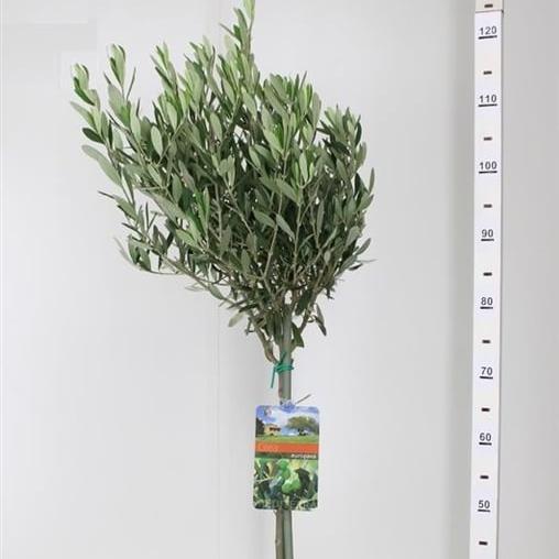 Olive Tree Olea europaea  P21  50 CM STEM