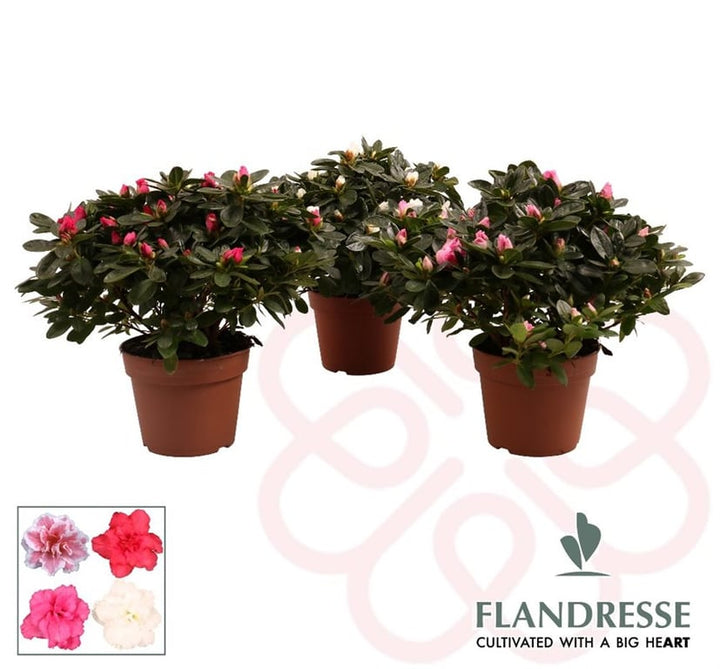 Azalea simsii mix  P14