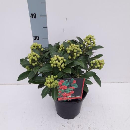 Skimmia jap. Pabella  C2, 8-9 clusters