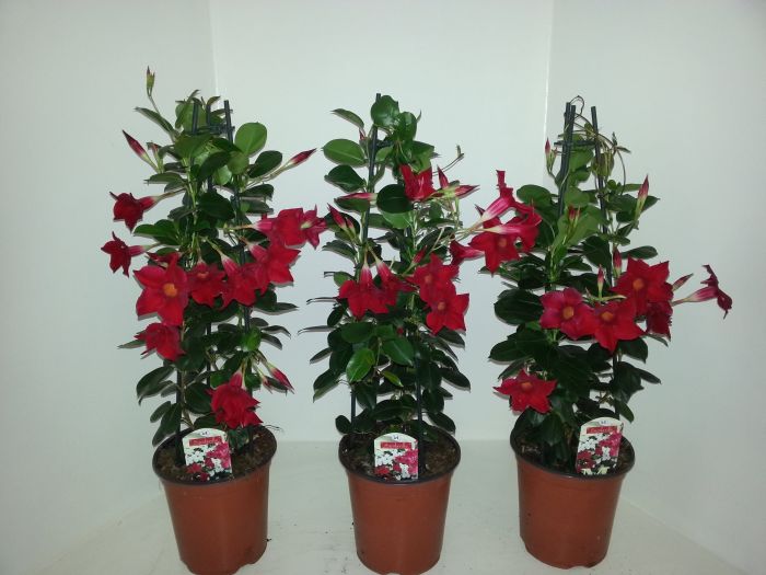 Mandevilla Sundaville Red  P19 - 3 cane pyr