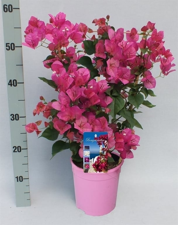 Bougainvillea pink  P17  trellis