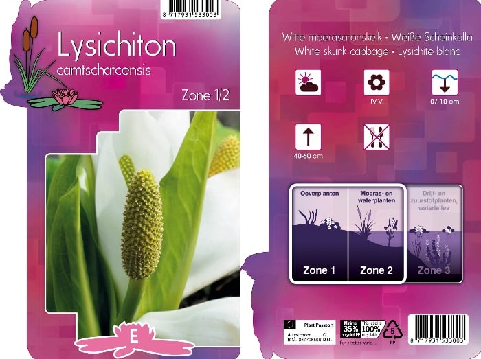 Lysichiton camtschatcensis  P9