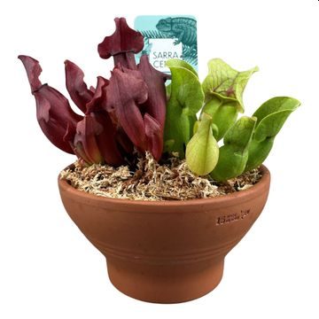 Sarracenia mix  16 cm terracotta