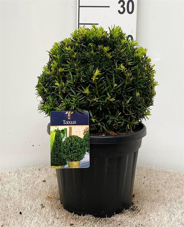 Taxus baccata  25 CM BALL D5