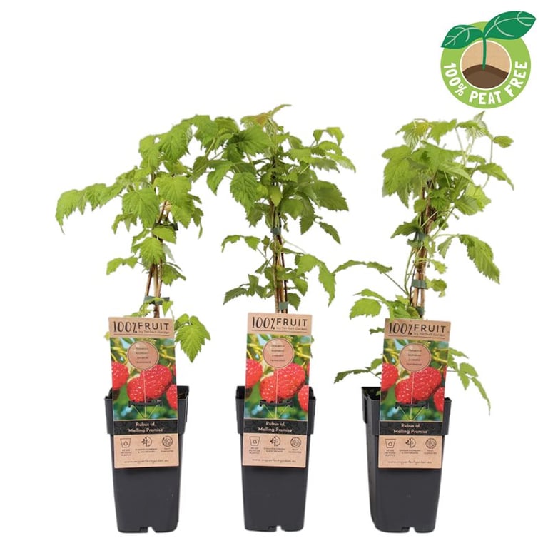 Rubus idaeus Malling Promise  S-pot(2,25 L)