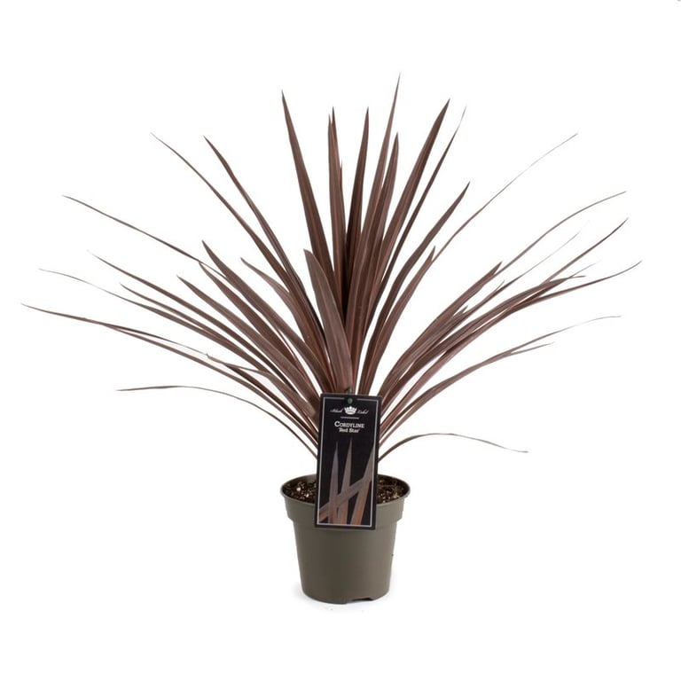 Cordyline austr. Red Star  P19