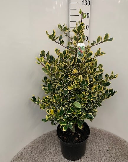 Ilex altaclerensis Golden King  80-100 CM C12