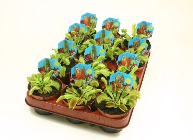 Dionaea muscipula