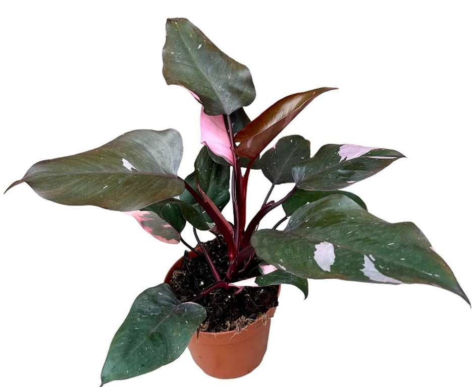 Philodendron Pink Princess  P17