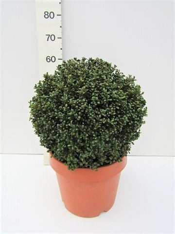 Ilex crenata Convexa  40-45 CM BALL C15