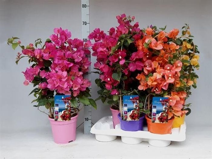 Bougainvillea mix  P17 - Arch