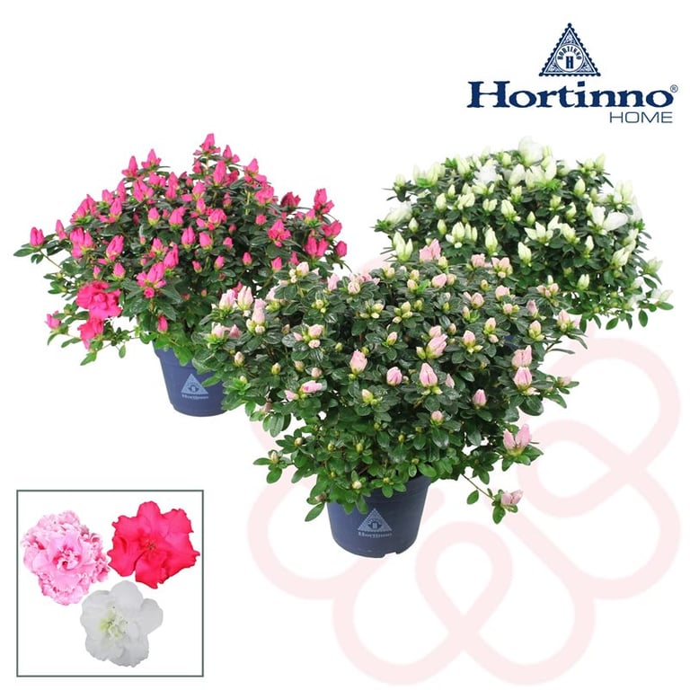 Azalea Hortinno Home classic  P15