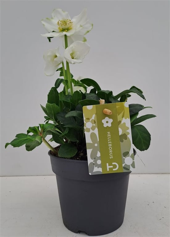 Helleborus niger Advent Star Early  P12  grade XXL