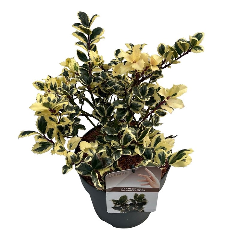 Ilex meserveae Casanova  5 Ltr pot