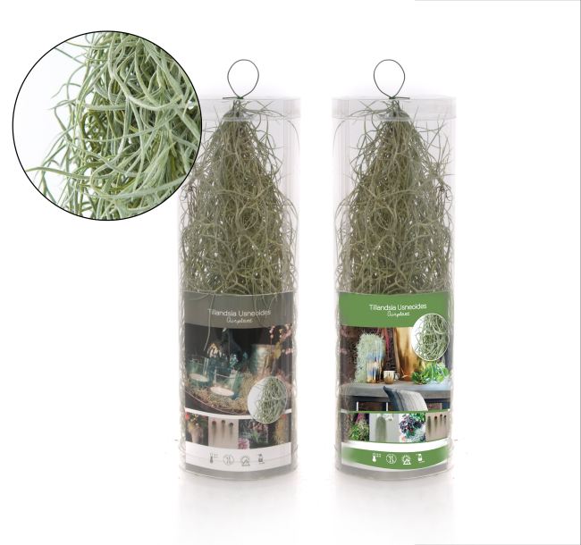 Tillandsia usneoides creations  Cylinder(plastic)