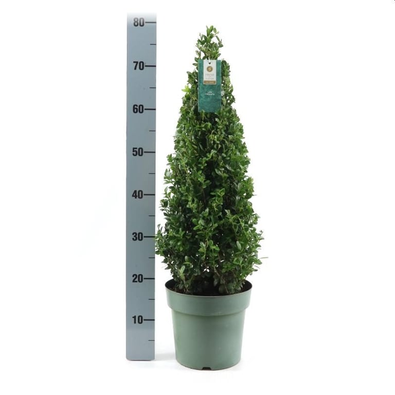 Ilex crenata Jenny  50-60 CM PYR C4