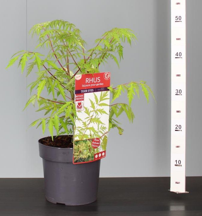 Rhus typh. Tiger Eyes  3 Ltr pot