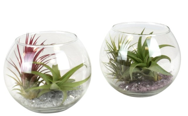 Tillandsia, Airplants mix  10 cm glass pot