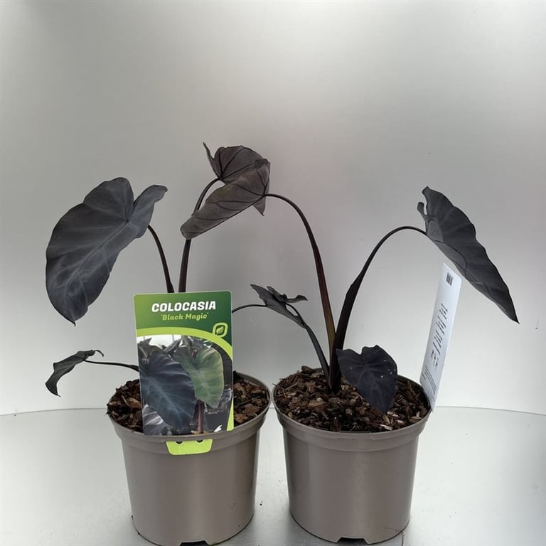 Colocasia Black Magic  2 Ltr pot