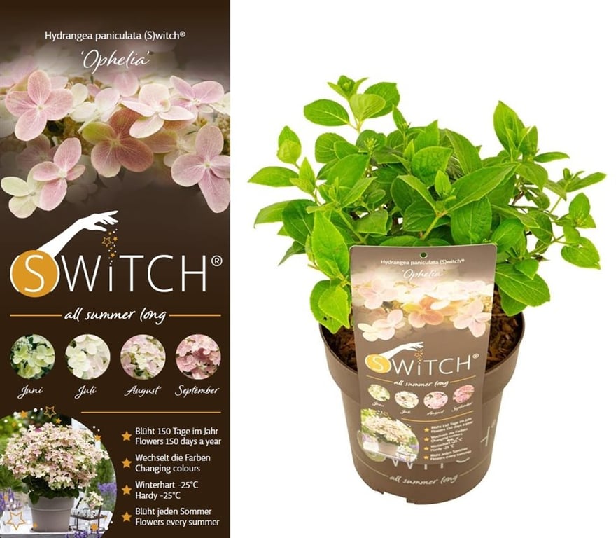 Hydrangea pan. (S)witch Ophelia  3 Ltr pot