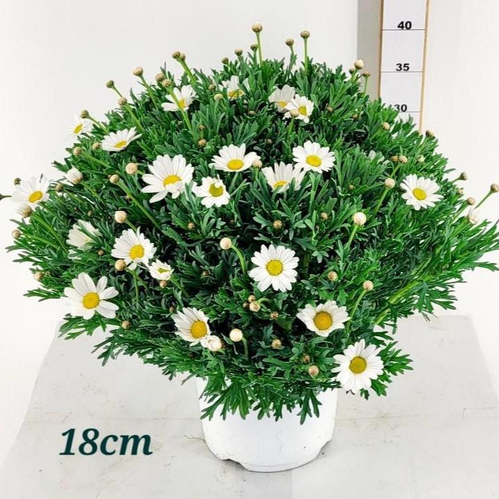 Argyranthemum frutescens(white)  P18