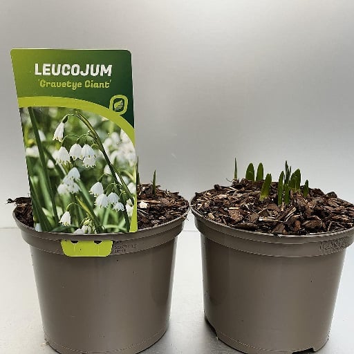 Leucojum aestivum Gravetye Giant  2 Ltr pot